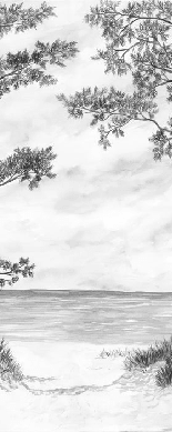 Papier peint Pins maritimes et dunes - Noir et blanc - Muralconcept