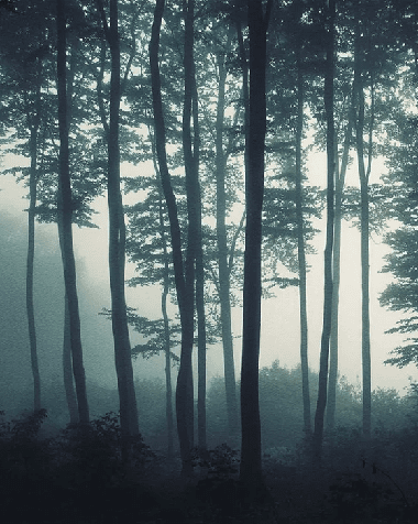 Papier peint Brume d'automne - Muralconcept