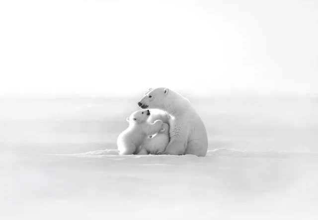 Panoramic wallpaper - Arctic Horizon