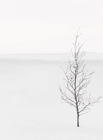 Papier peint pureté arbre - Muralconcept