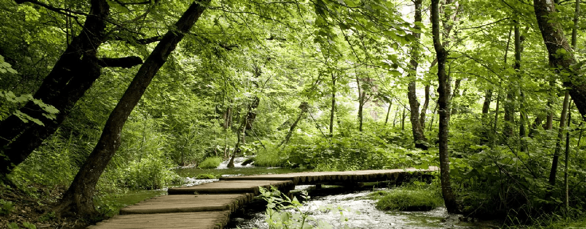 Trompe l'oeil forest path bistro wallpaper