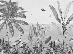 Papier peint mirage tropical noir et blanc - Muralconcept