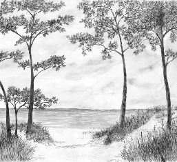 Papier peint Pins maritimes et dunes - Noir et blanc - Muralconcept