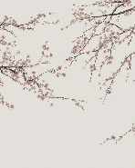 Papier peint panoramique Sakura beige - Muralconcept