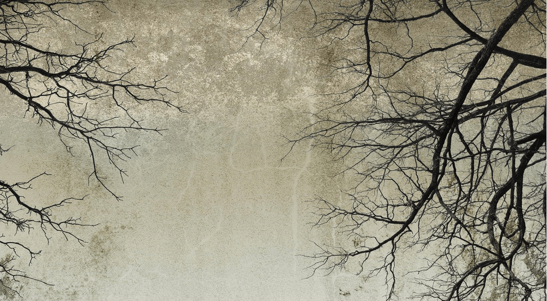 Enchanted Forest Wallpaper