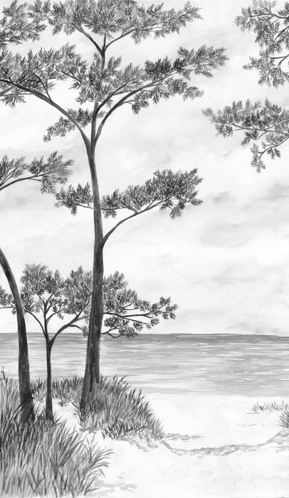 Papier peint Pins maritimes et dunes - Noir et blanc - Muralconcept