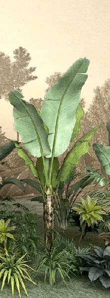 Papier peint restaurant jungle tendance indonésia, XXL, tendance