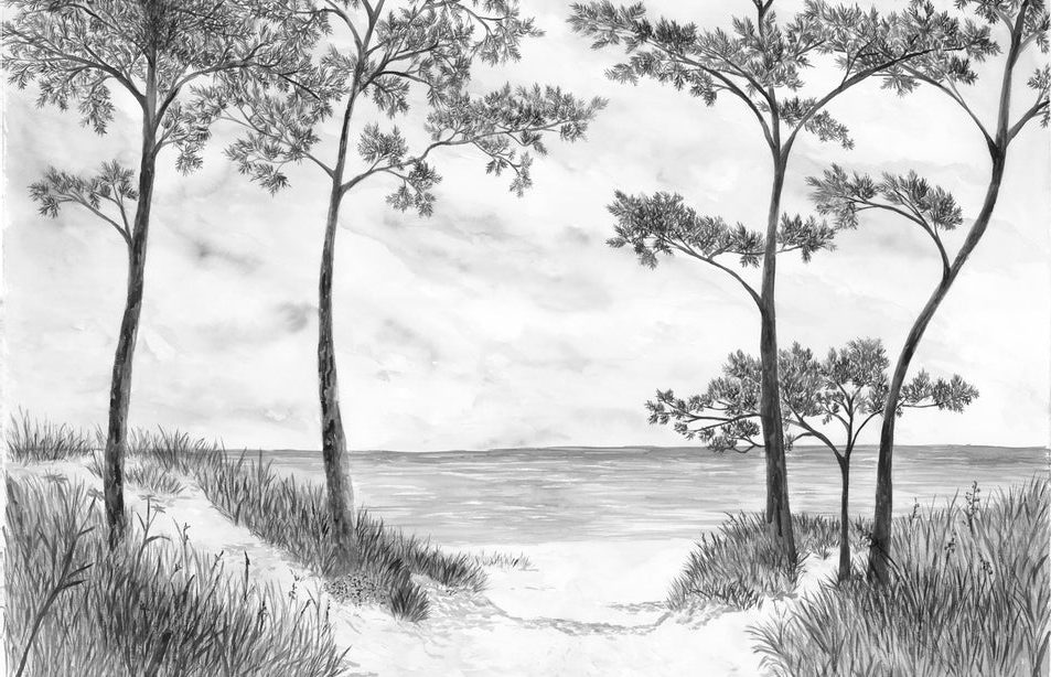 Papier peint Pins maritimes et dunes - Noir et blanc - Muralconcept