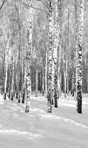 Papier peint Bouleau Wood Forêt