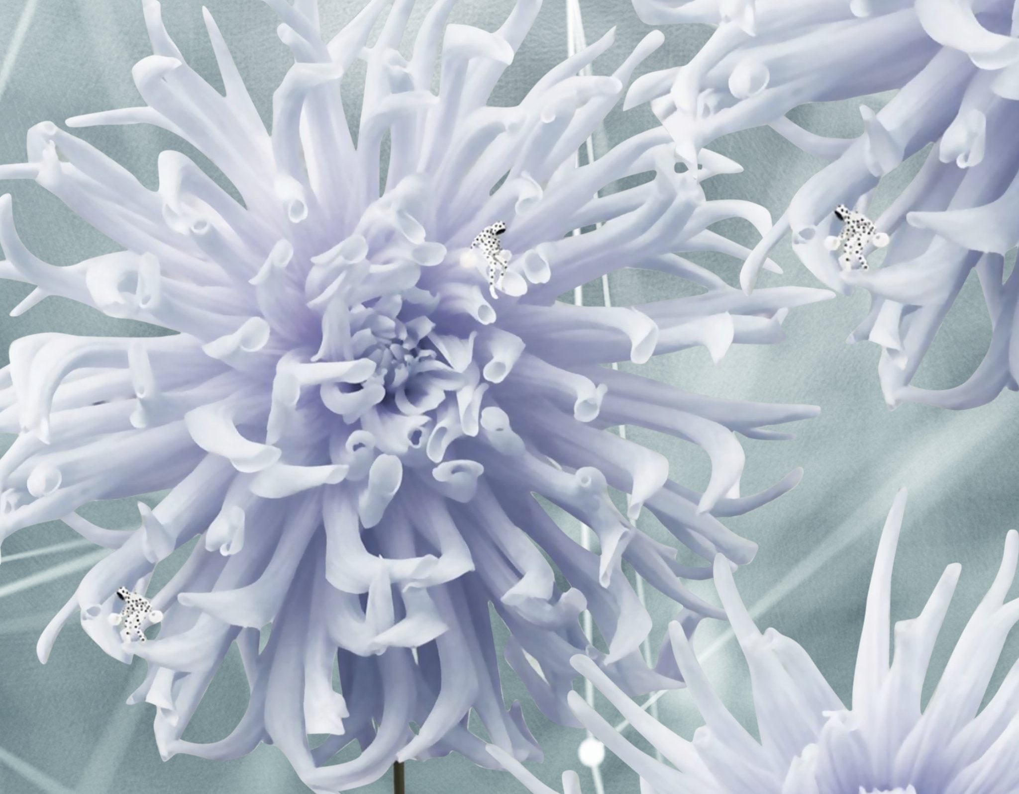 Papier peint cuisine pissenlit mauve fleur, mural concept, tendance